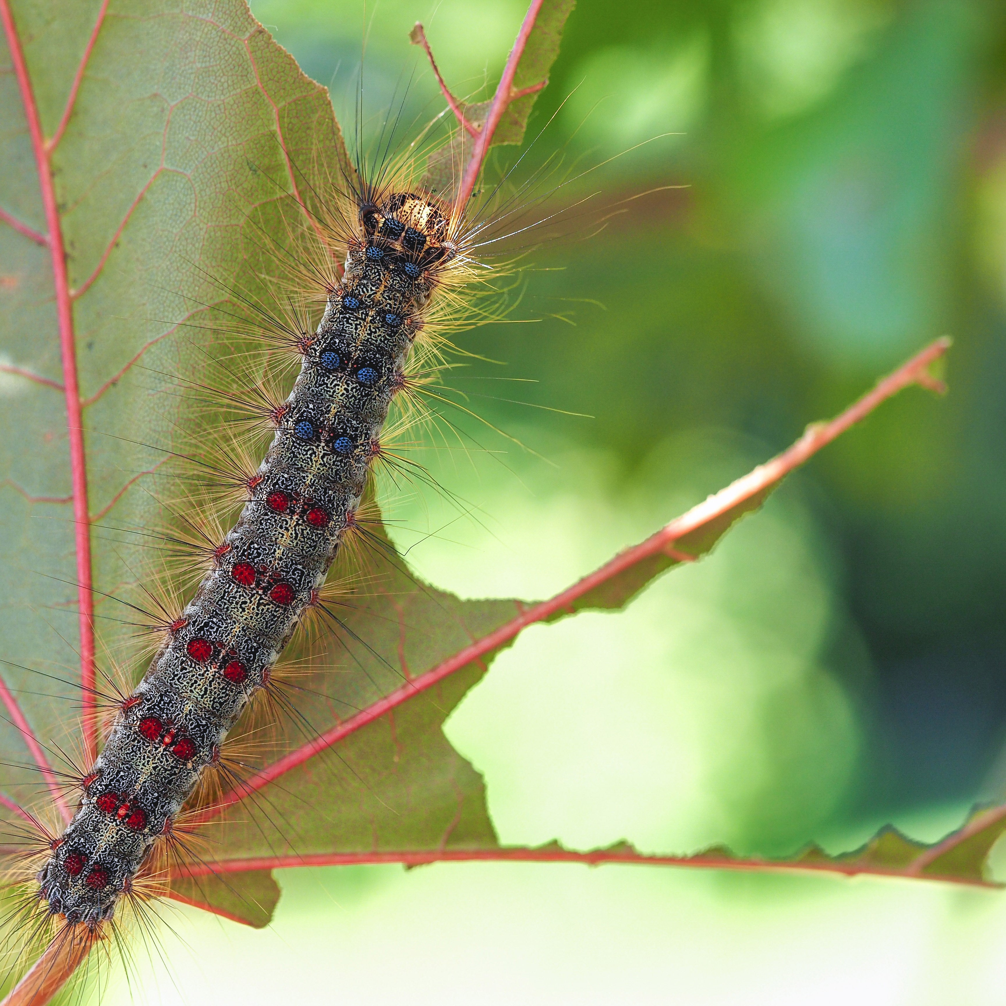 Caterpillar Stage in LDD Moths